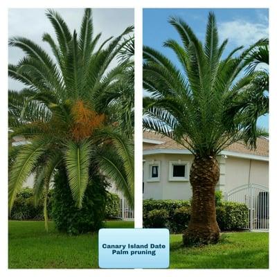 Date palm cleaning