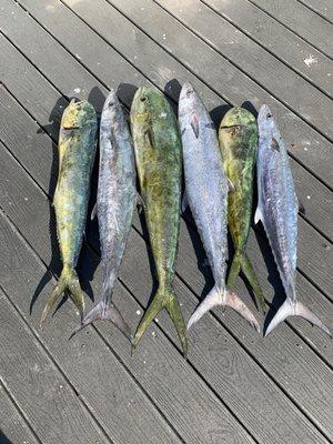 3 Mahi mahi and 3 Kingfish.