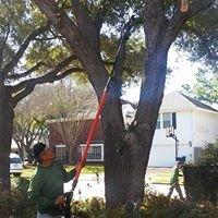 Tree Trimming and Removal