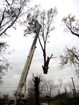 American Eagle Tree Service