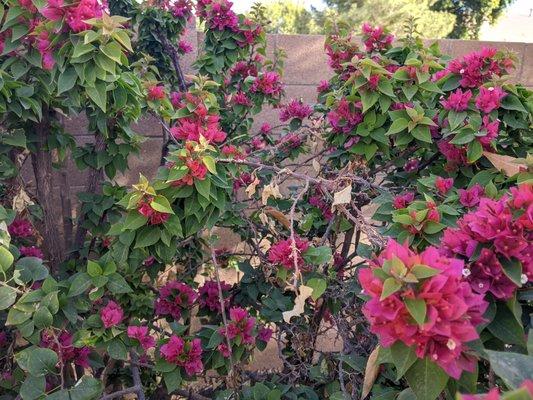 Overpruned bougainvillea