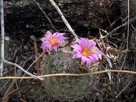 Small fruit mamalaria cacti