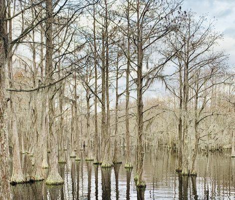 Beautiful Bald Cypresses