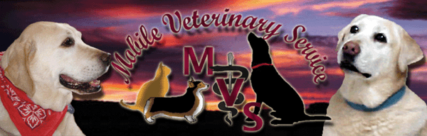 Daniel J. Martin, DVM
Mobile Veterinary Service
(623) 979-8000