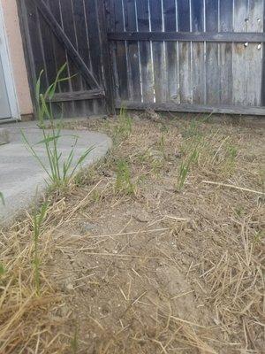 These photos were taken 6hours after my yard was supposedly mowed, weed whacked, and edged.  And one is the sand mentioned in my review.