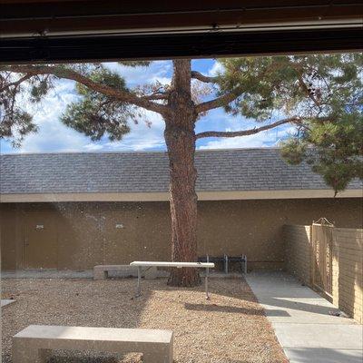 Tree, bedroom view