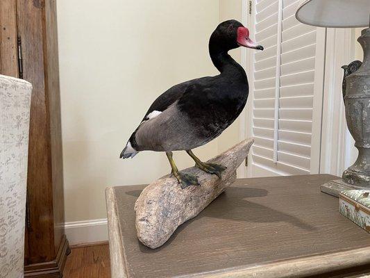 Duck Mount