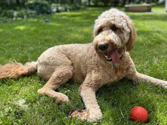 Wilbur, recovered and playing ball