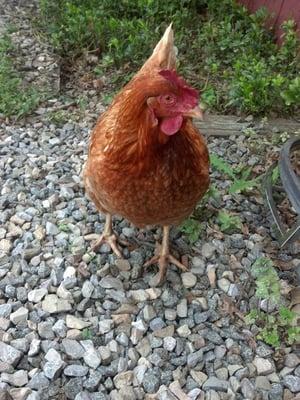 A very bold chicken that came up to me outside.