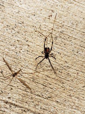 Black Widow spider catching its lunch