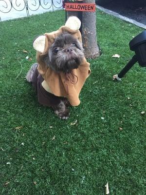 Gizmos Halloween costume from Spirit