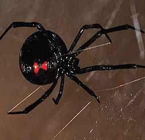 Rhode Island Spider Control Services