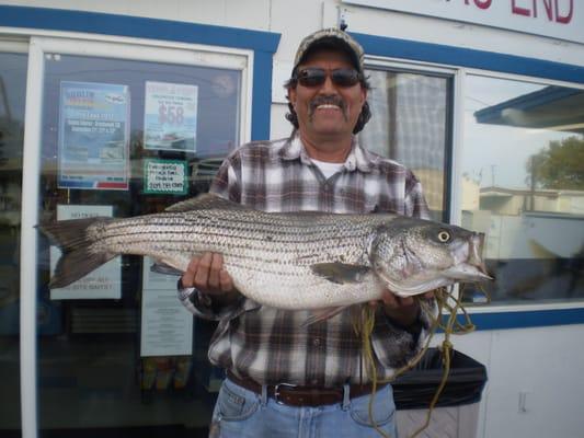 13.5 lb. Striper!