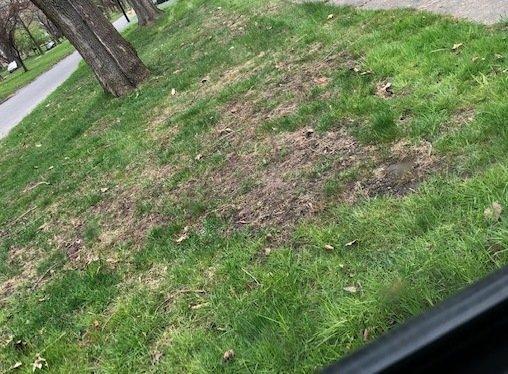 May 2022, this is what my lawn looks like after they reseeded it in fall of 2021