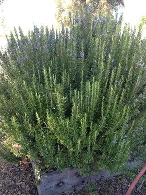 Rosemary in, The Garden.