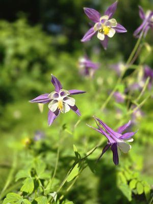 Columbine in the garden