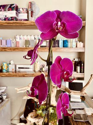 Fariba always has her salon decorated with gorgeous orchids.