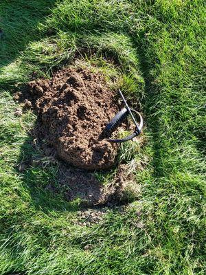 Woke up  to no new mole mounds in yard. Lifted bucket that placed over trap the night before and see trap has been sprung!