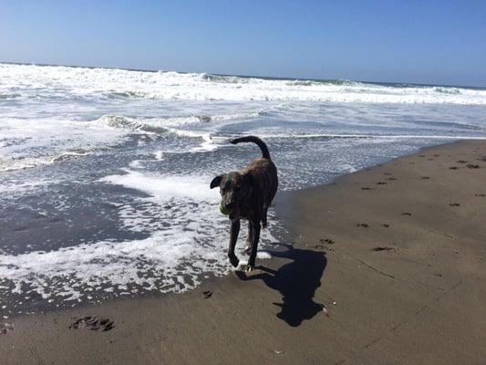 Ollie loves to play ball in the water