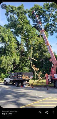 Low Cost Tree Removal and Trim