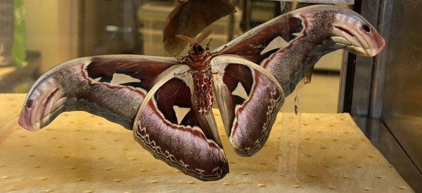 Atlas Moth