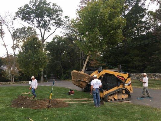 Entrance tree planting