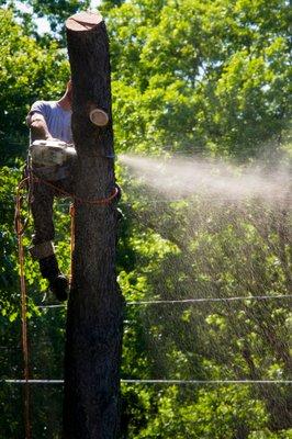 Blades of Green Tree Services and Landscaping