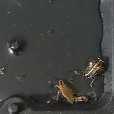 Found these roaches in my bathroom this morning.