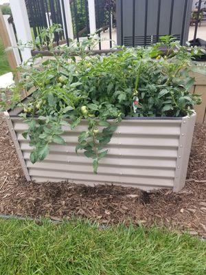 Wojos Top Pick tomatoes. 2 beautiful plants growing like crazy. Can't wait to try them.This my first attempt at growing tomatoes.