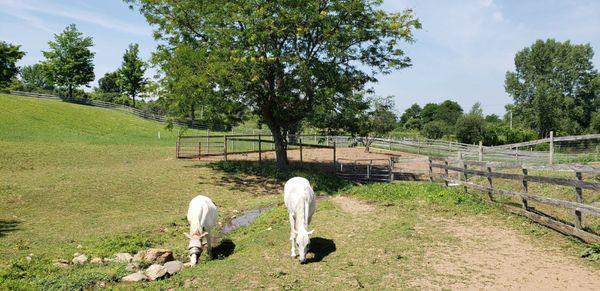 They say the grass is sweeter on that side of the fence.