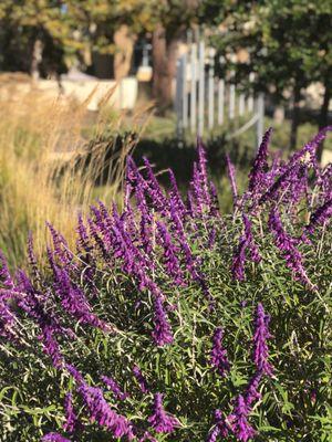 Landscaping w sound activity in background