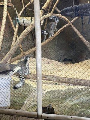 Ring-Tailed Lemurs