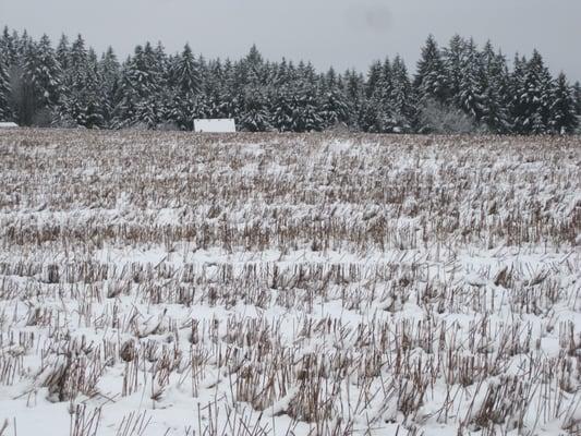 Thatcher Dog Park during an unusual "snow day" 2011.