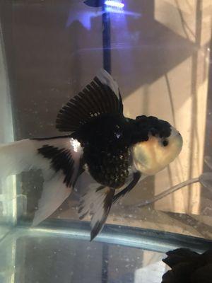 What they rarely sell. My new Panda fish. "Thai Oranda Pom Pom"