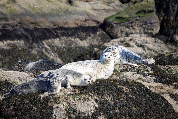 Harbor Seals aka Rock Sasuages