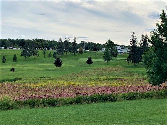 Beautiful wild flowers on hole 16