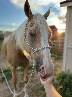 My happy palomino on a warm day