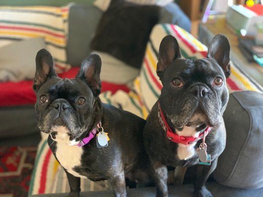 Smelly dogs to cuddly dogs. They did well at the self serve wash but as frenchies, they both weren't big fans of dryer.