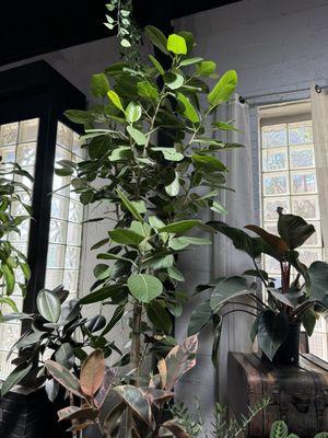 Got us a beautiful healthy audrey ficus!!