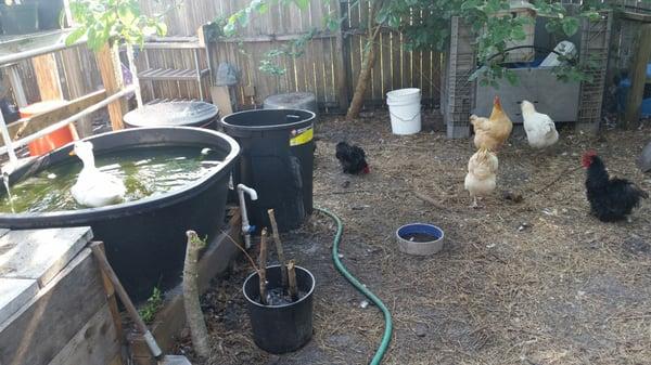 Chickens!