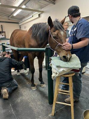 Desert Pines Equine Medical and Surgical Center