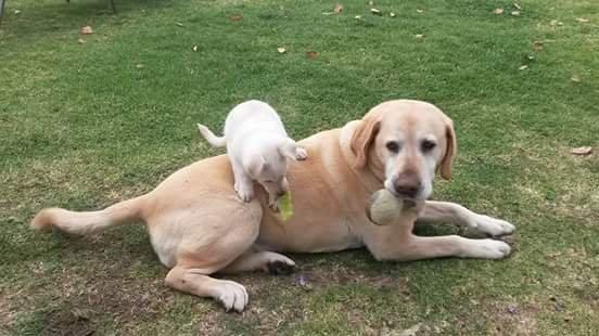 Chip & Storm, Brook-Ellis Pet Hospital  patients