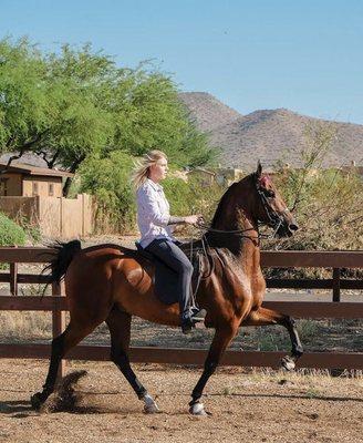 Owner/trainer: Erin Kennedy racking a 5-gaited Saddlebred gelding.