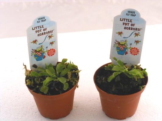 Venus flytraps!