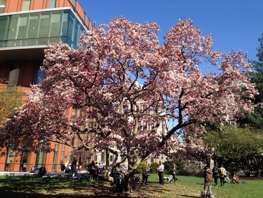 Huge magnolia tree that blossoms every spring