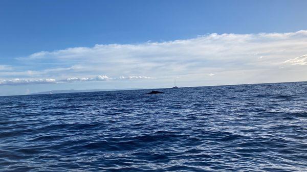 Whale at a distant