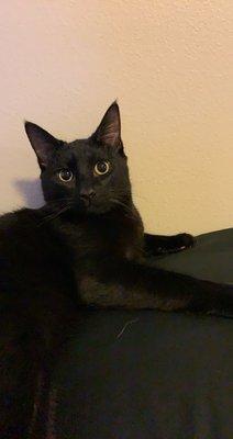 My baby boy Jiji who got neutered.