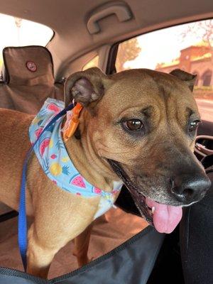 My dog after her grooming with her bandana and bow