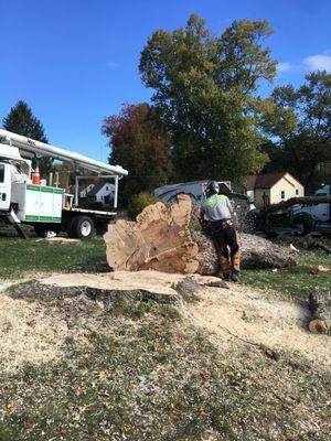 Finishing cutting the trunk