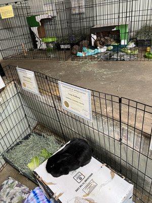 Bunnies Matter Rescue inside Floyd Lamb Park 9200 Tule Springs Rd., Las Vegas, NV 89131 Open on Saturdays 10am-3pm